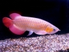 We-have-available-and-supply-quality-arowana-and-many-more-for-sale